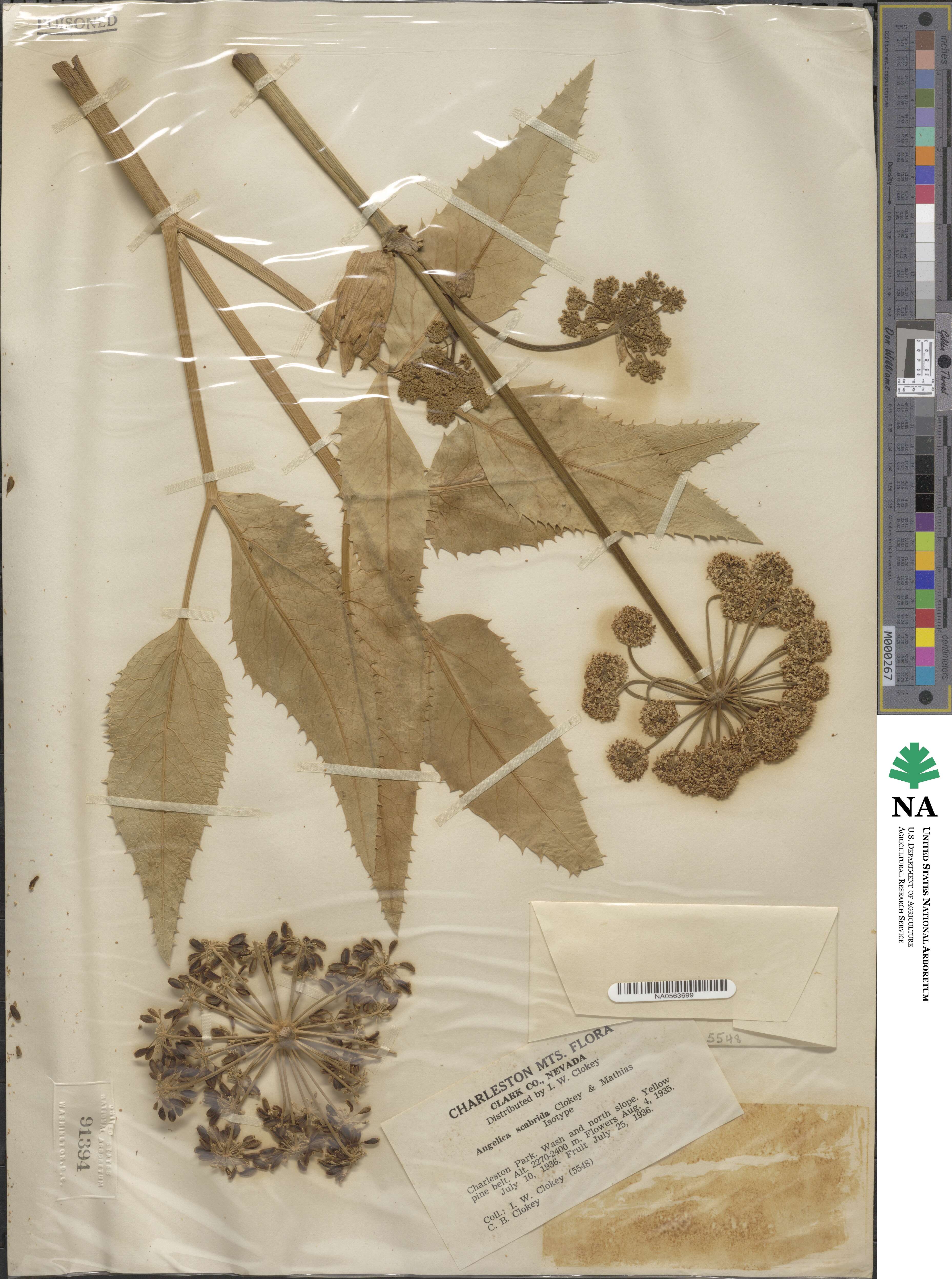 Angelica scabrida image