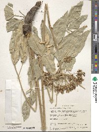 Angelica scabrida image