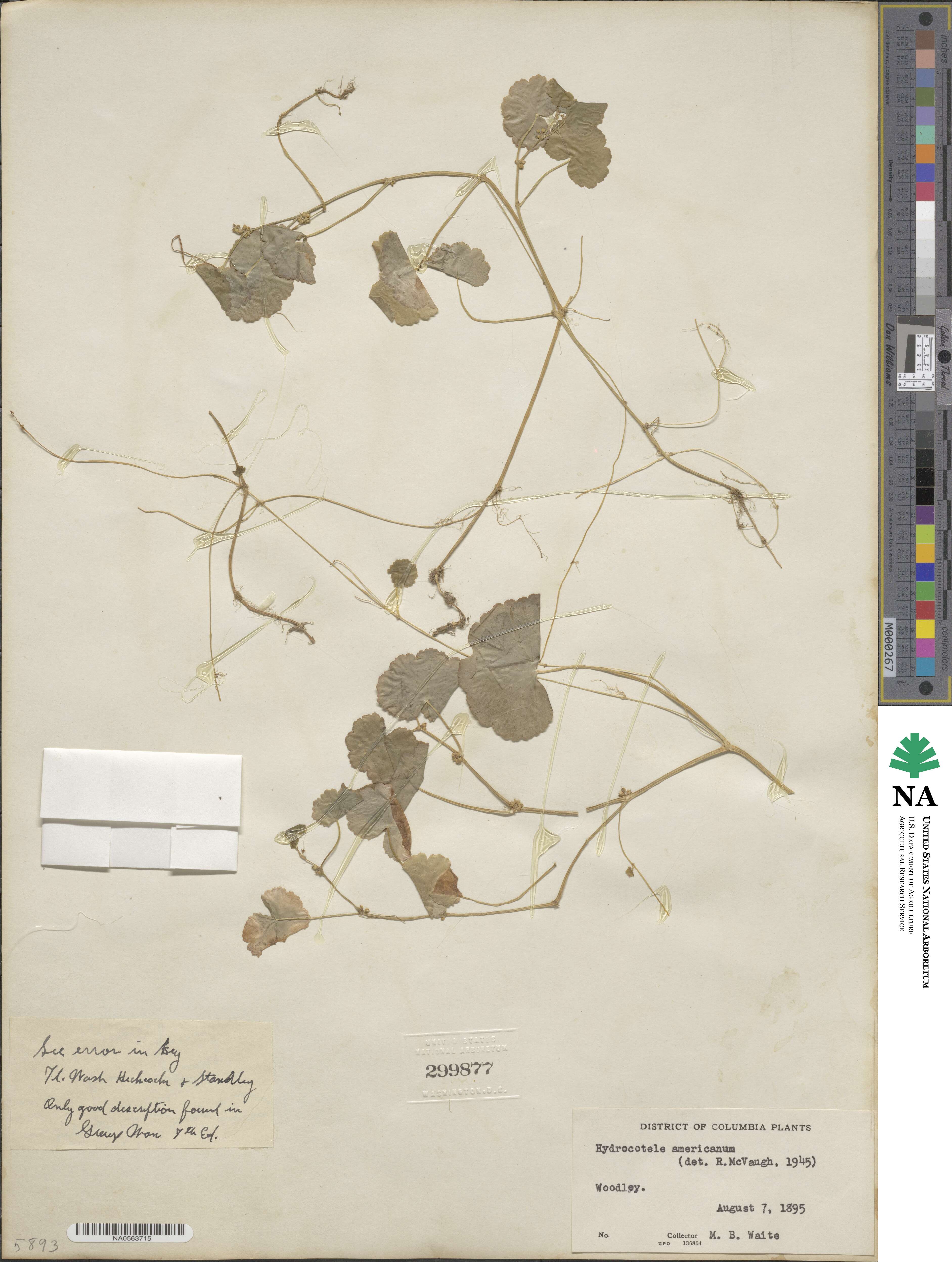 Hydrocotyle americana image