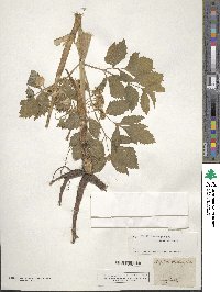 Angelica archangelica image