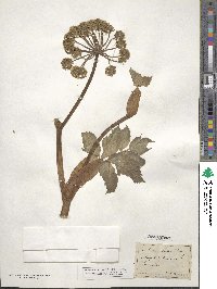 Angelica archangelica image