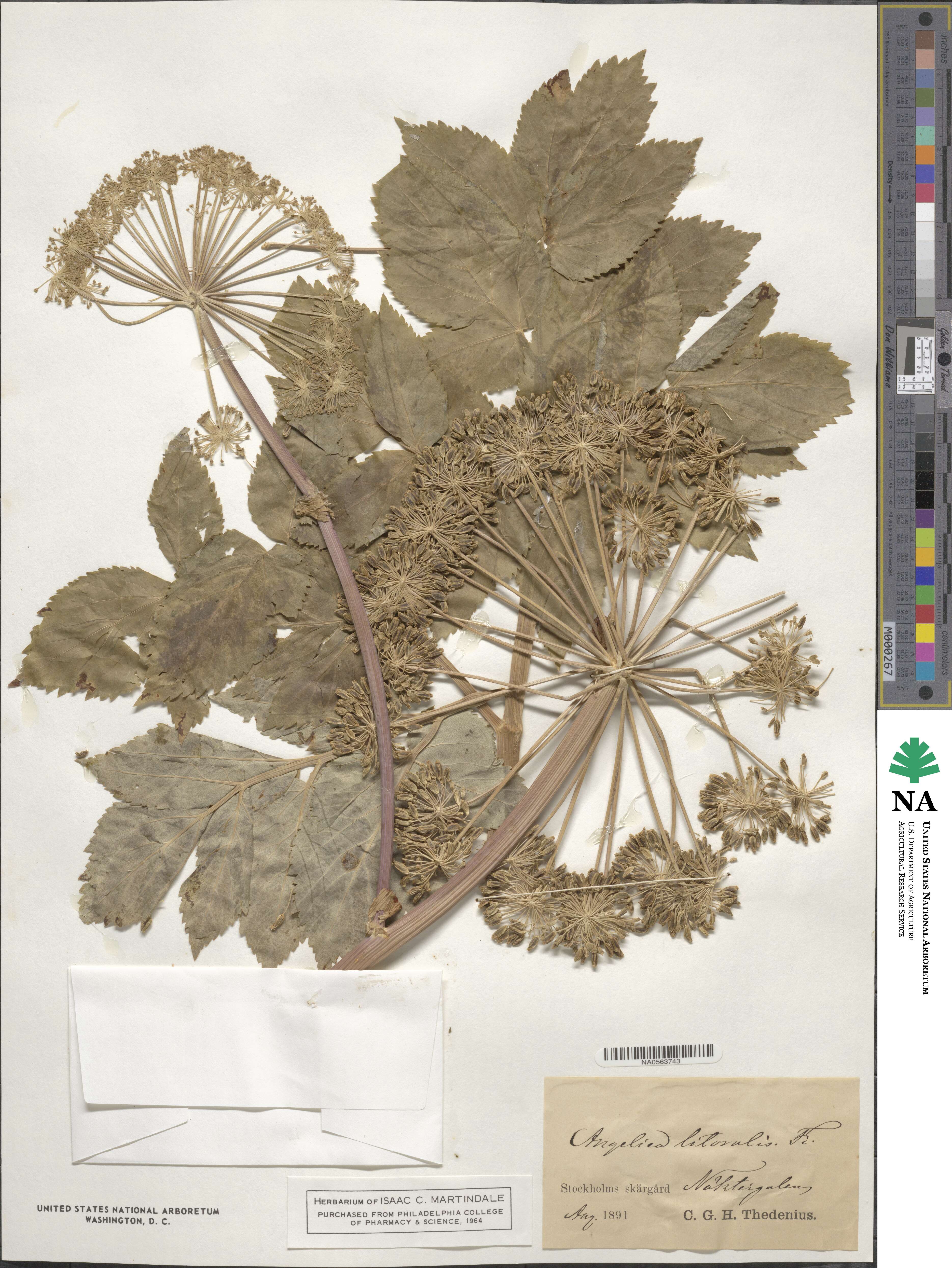 Angelica archangelica subsp. litoralis image