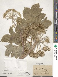 Angelica archangelica subsp. litoralis image