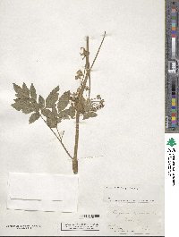 Angelica sylvestris image