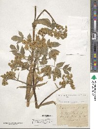 Angelica sylvestris image