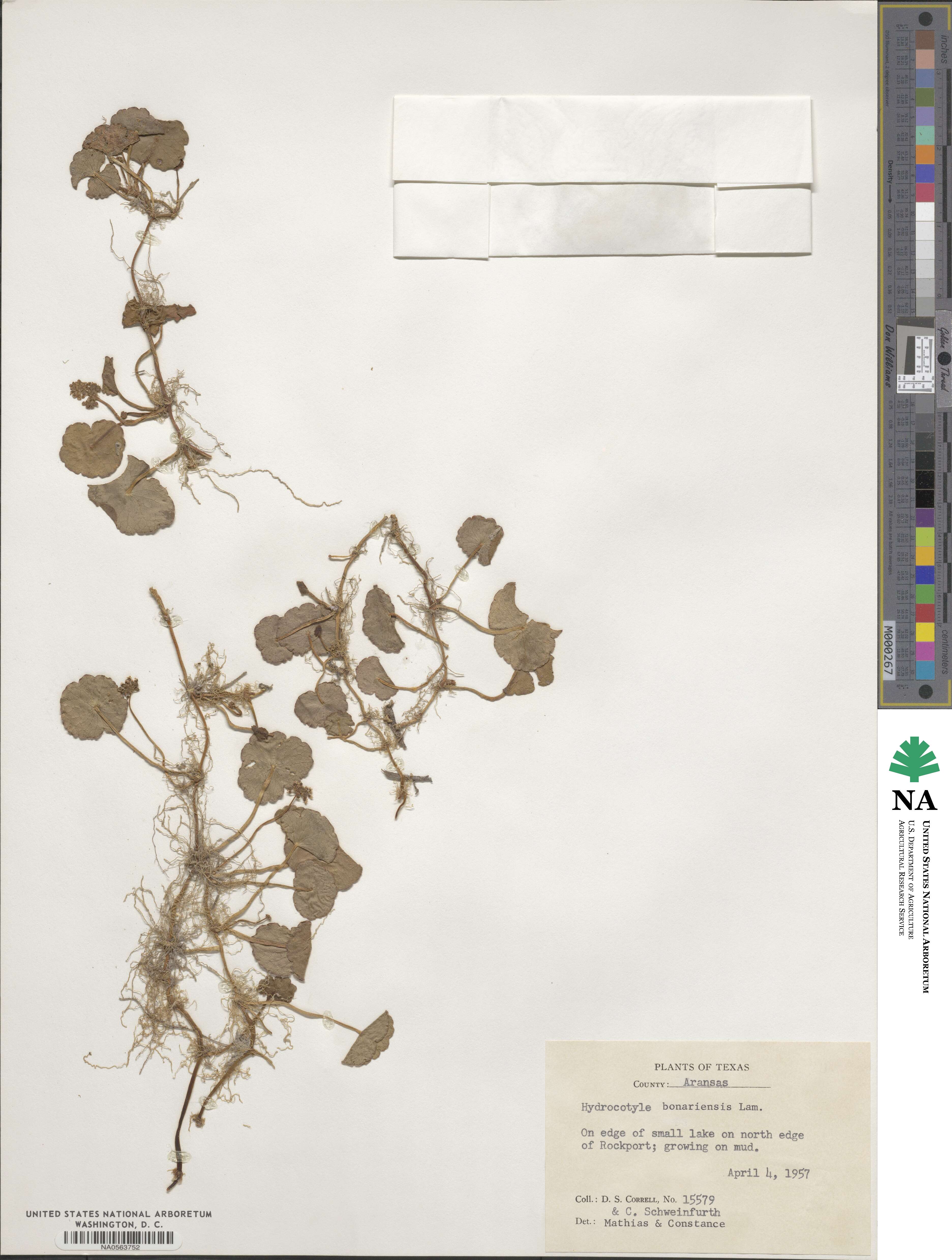 Hydrocotyle bonariensis image