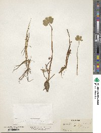 Image of Hydrocotyle ranunculoides