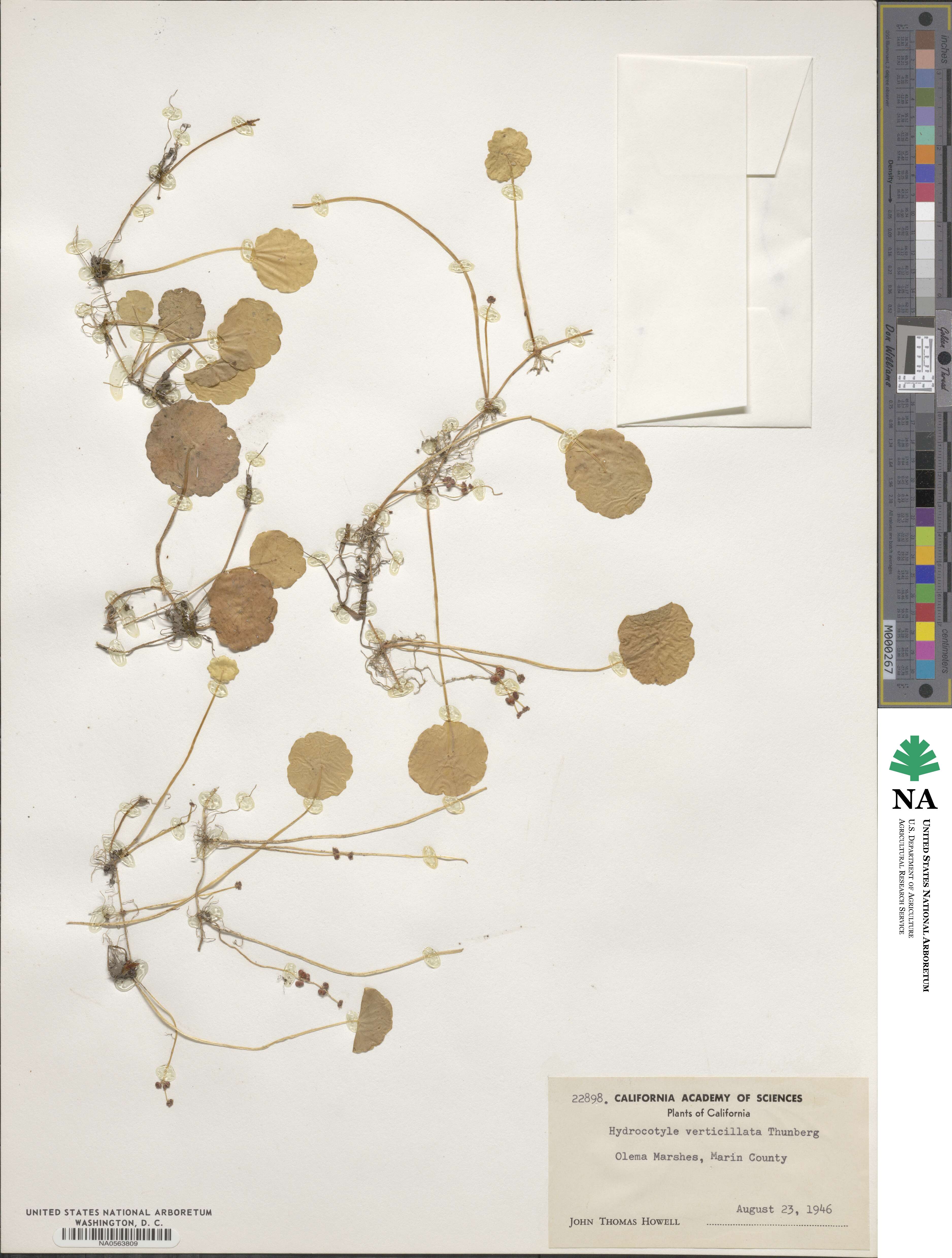 Hydrocotyle verticillata image