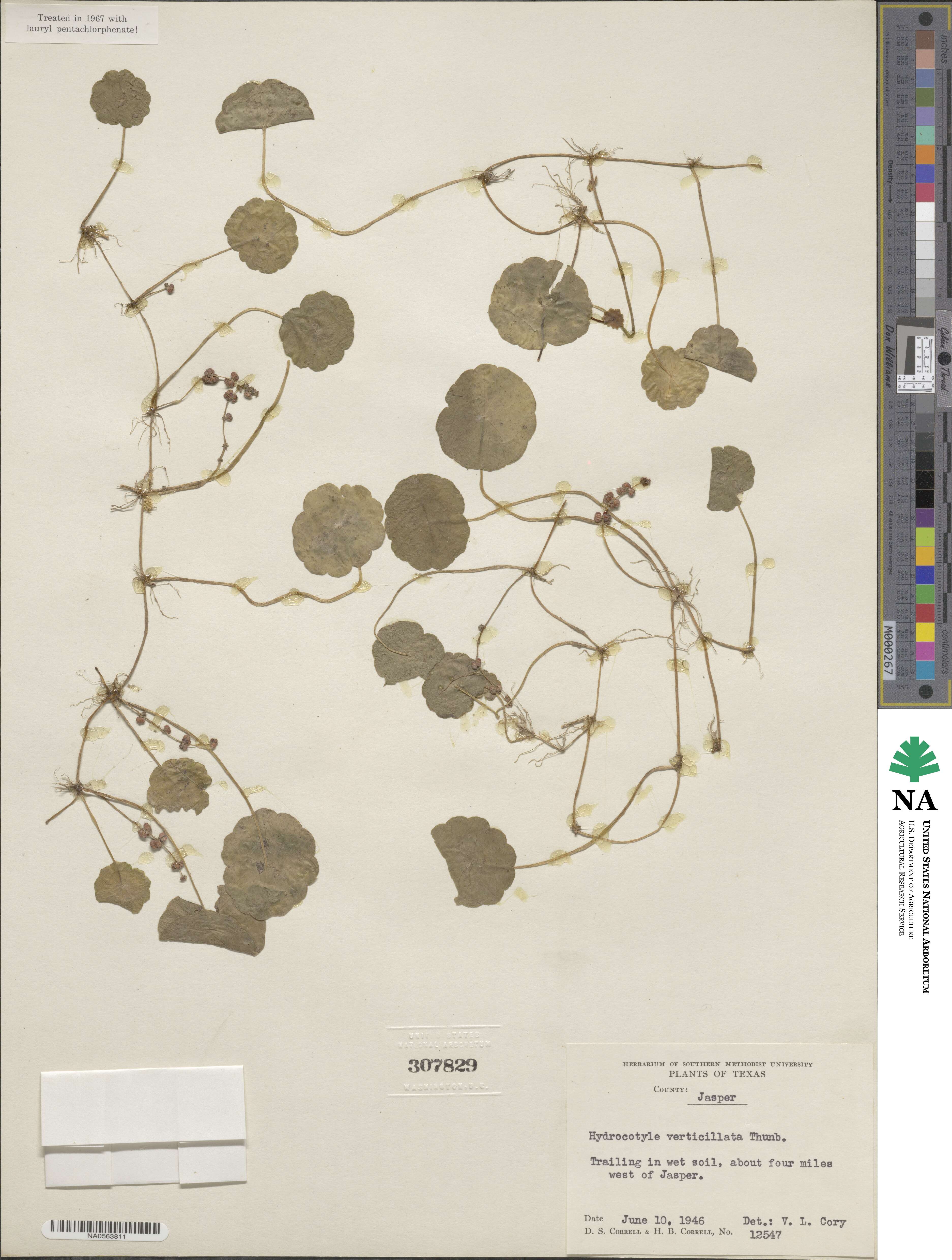 Hydrocotyle verticillata image