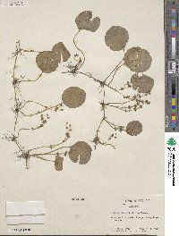 Hydrocotyle verticillata image