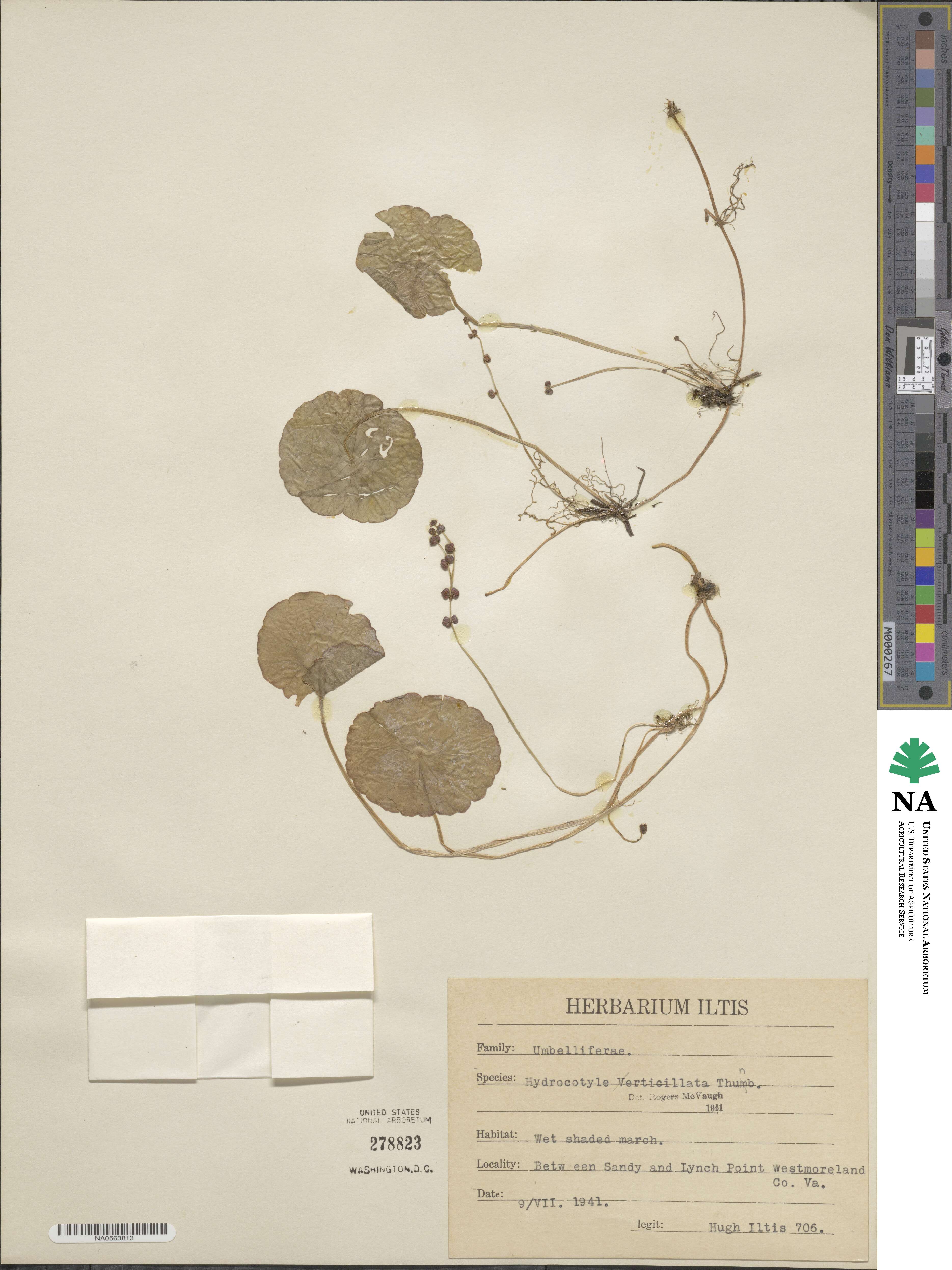 Hydrocotyle verticillata image