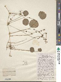 Hydrocotyle bonariensis image