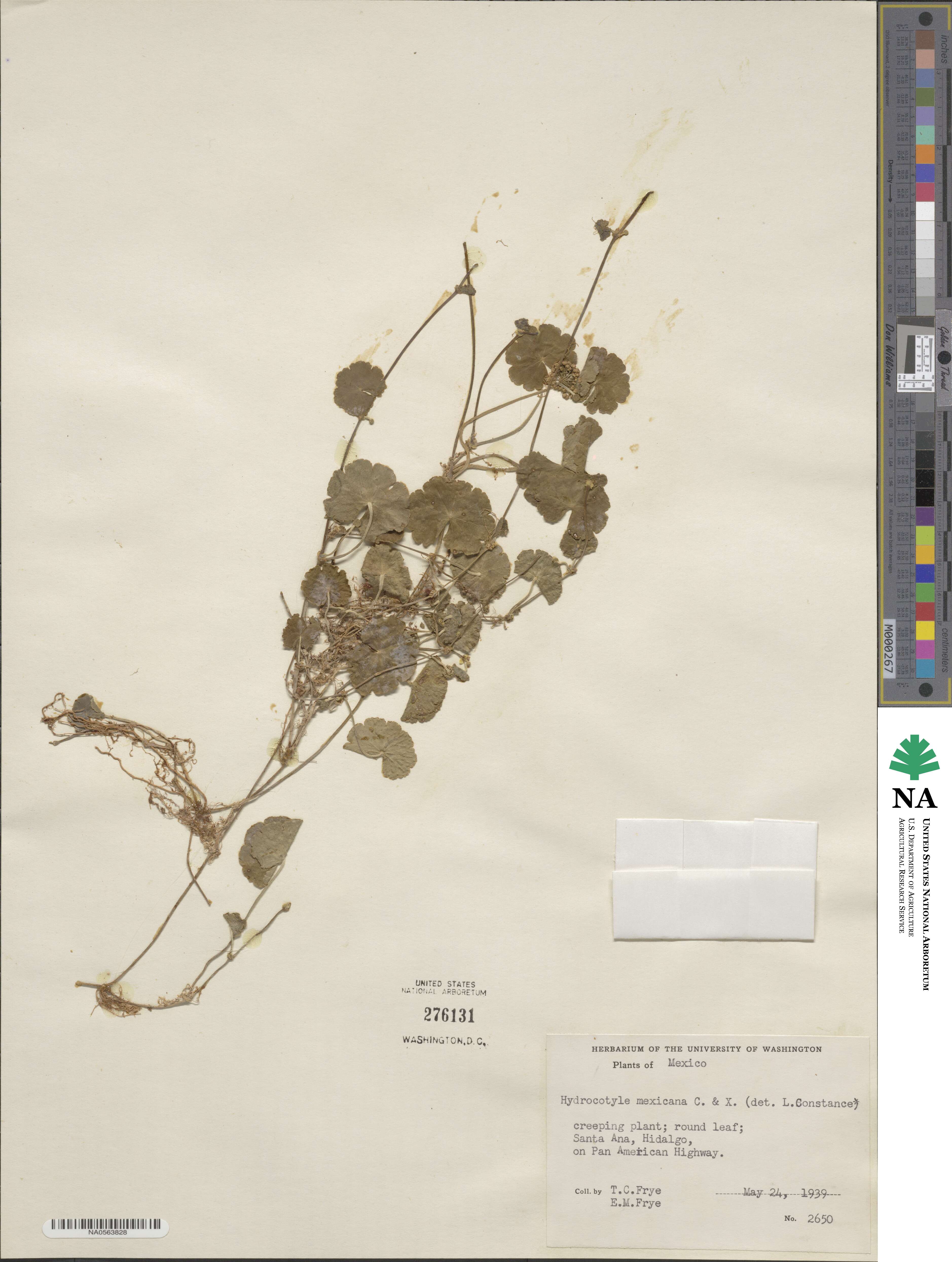 Hydrocotyle mexicana image