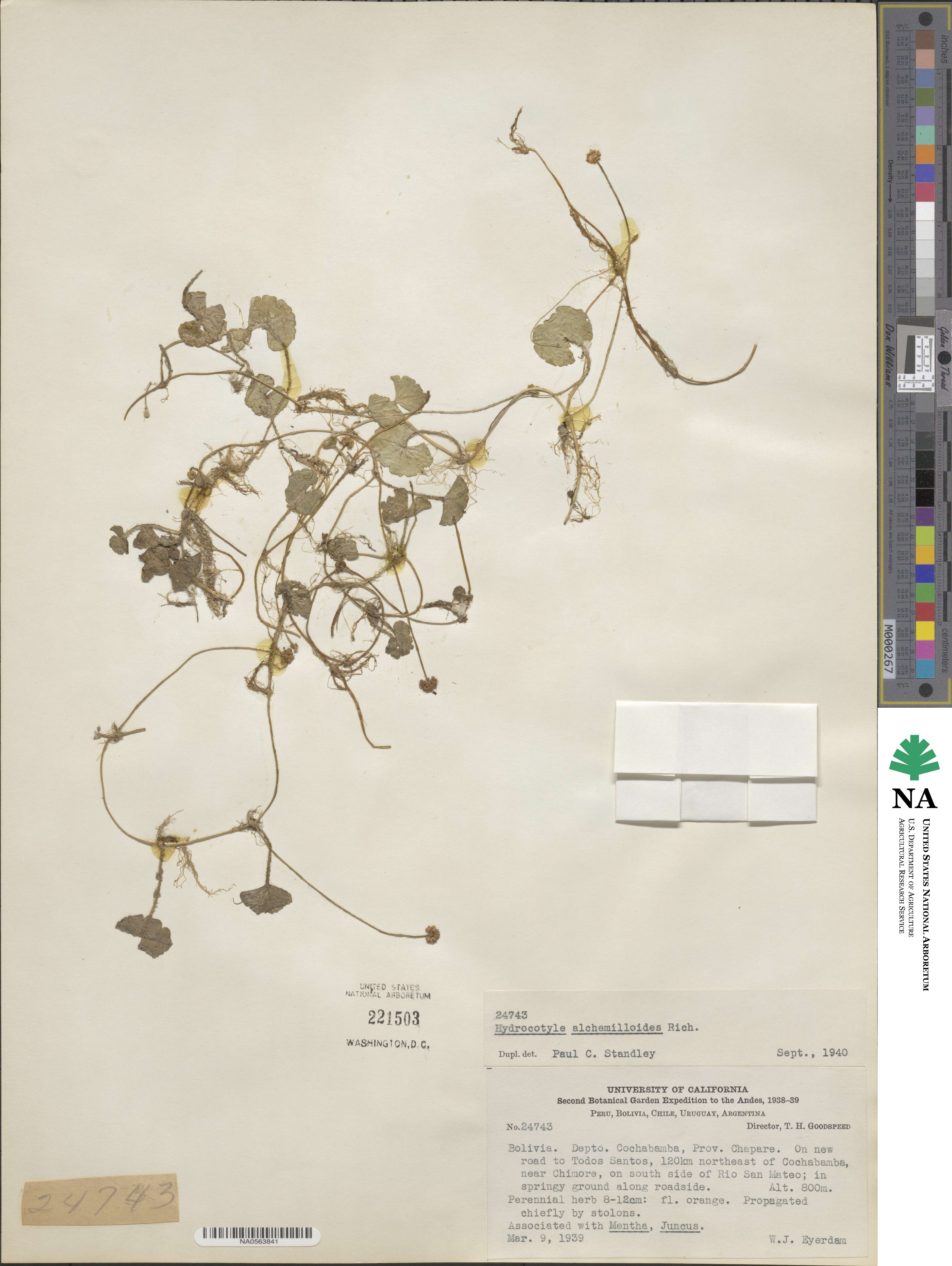 Hydrocotyle alchemilloides image