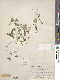 Image of Hydrocotyle alchemilloides