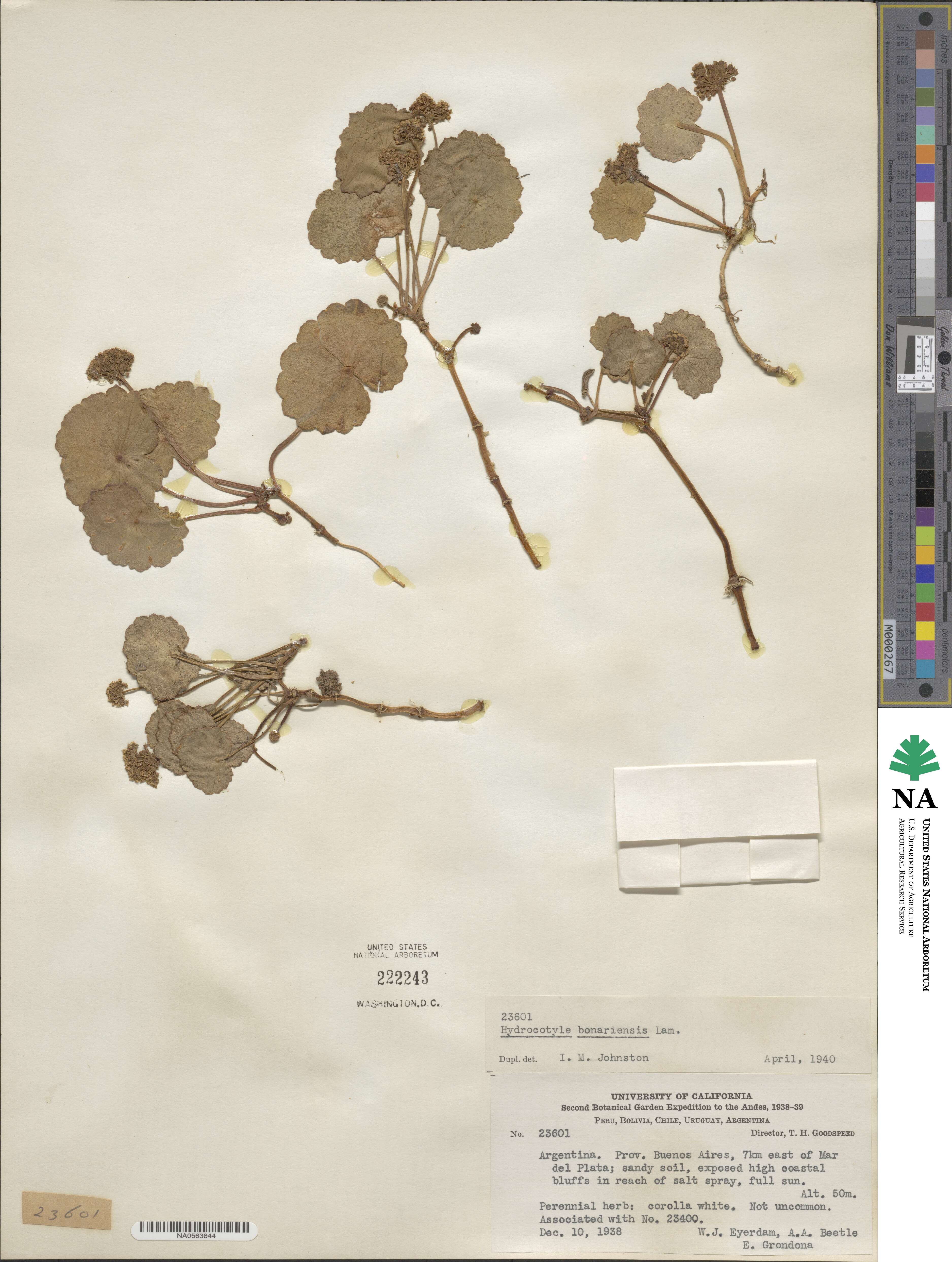 Hydrocotyle bonariensis image