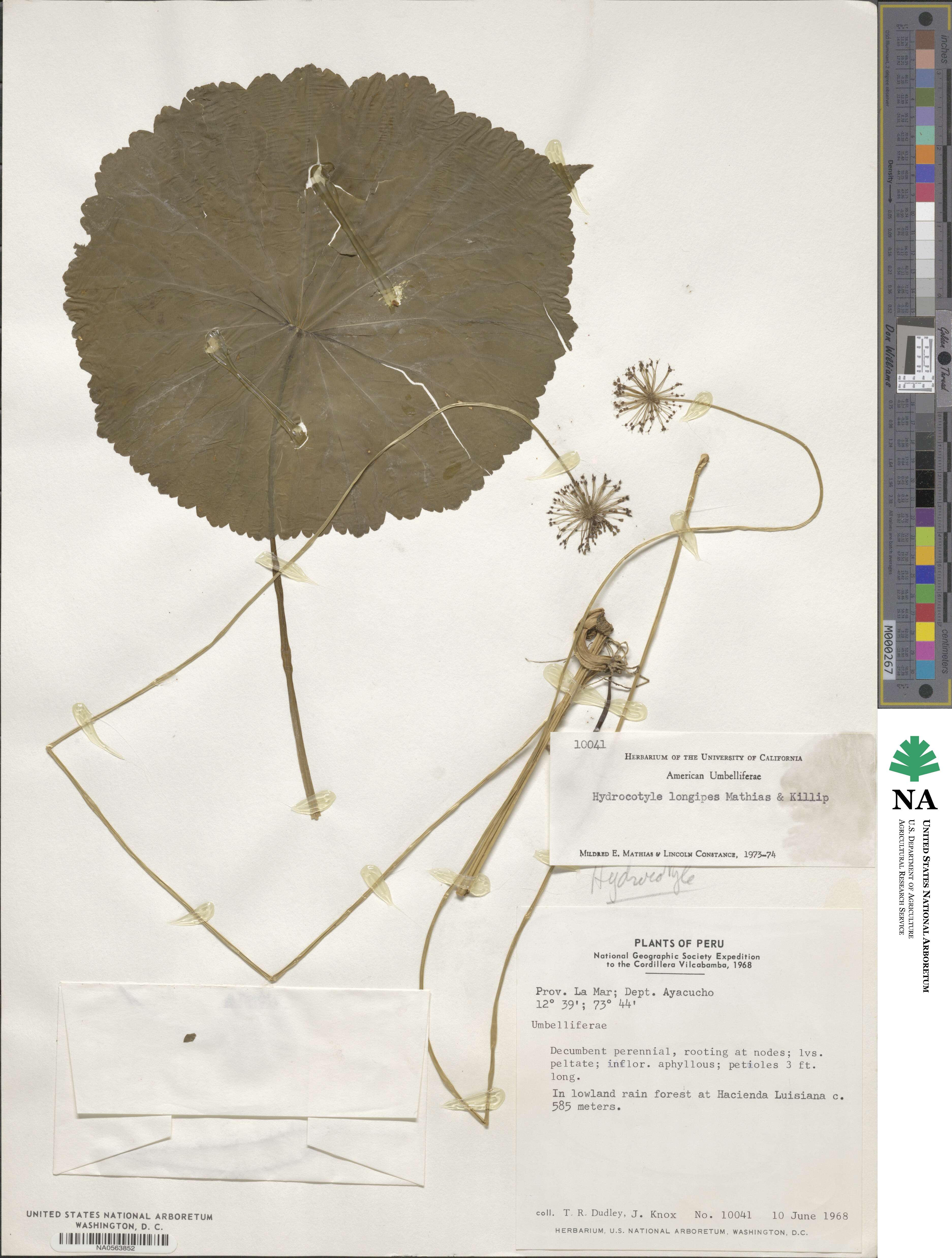 Hydrocotyle longipes image