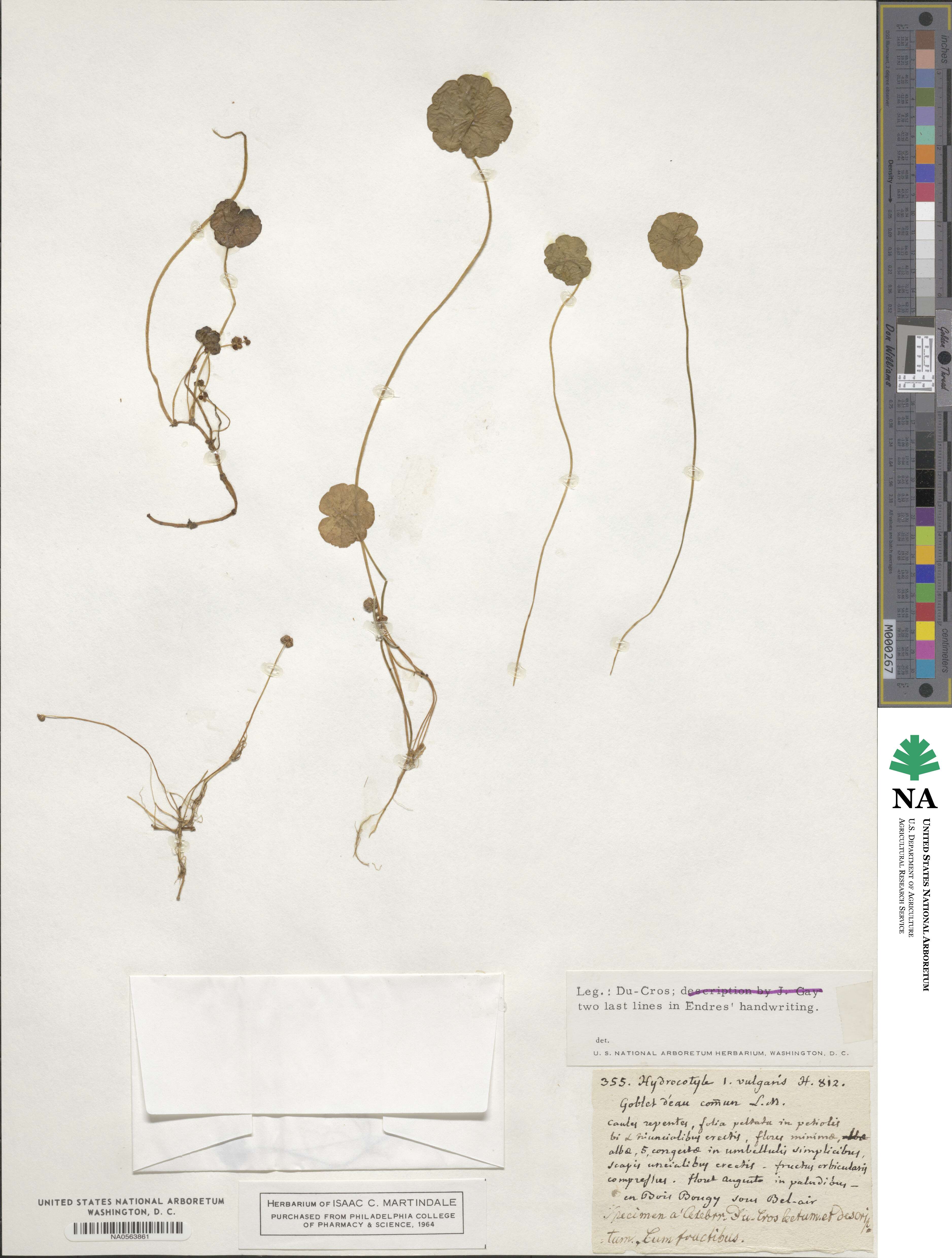 Hydrocotyle image