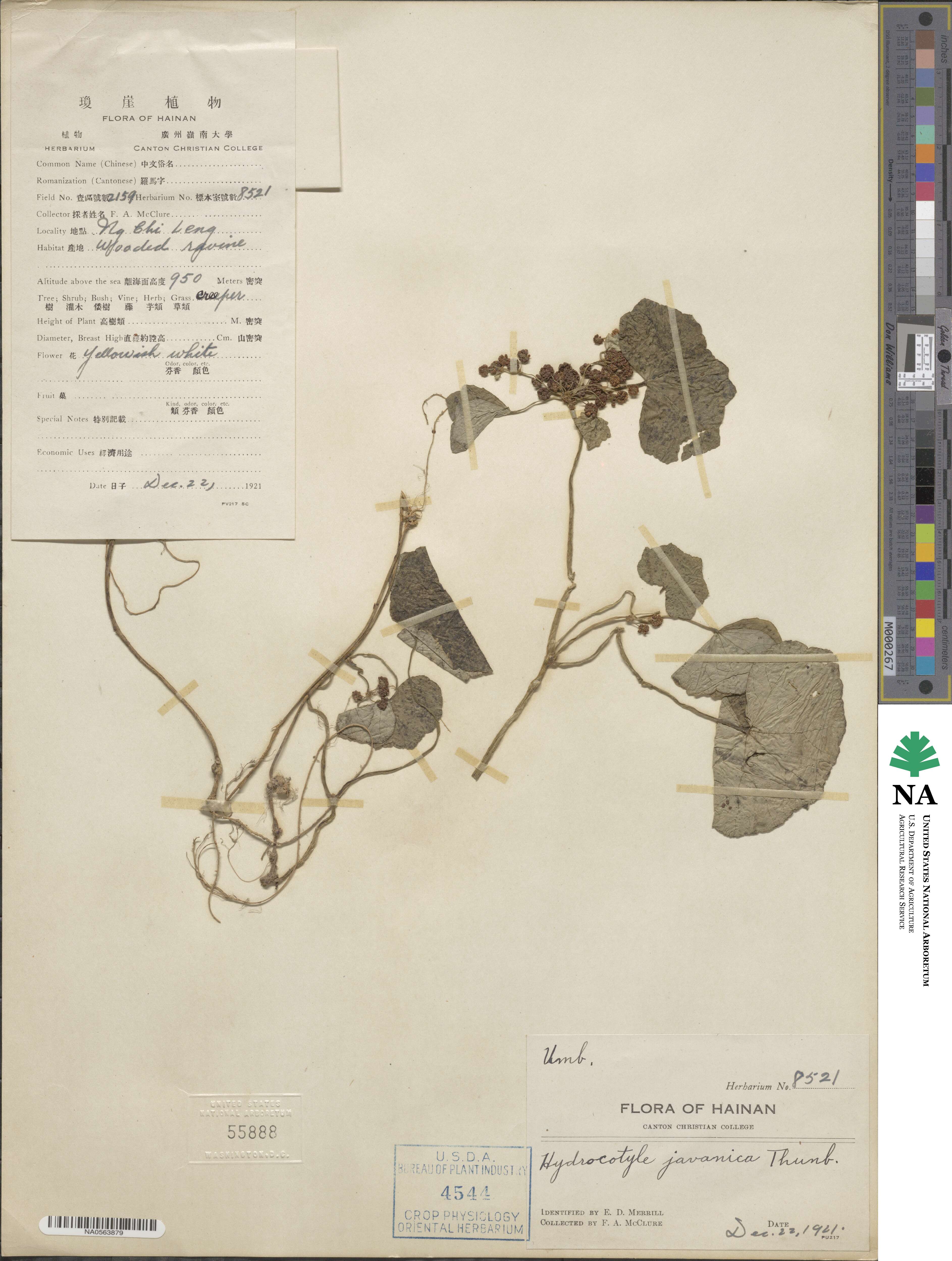 Hydrocotyle javanica image