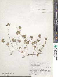 Hydrocotyle ramiflora image