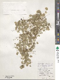 Hydrocotyle sibthorpioides image