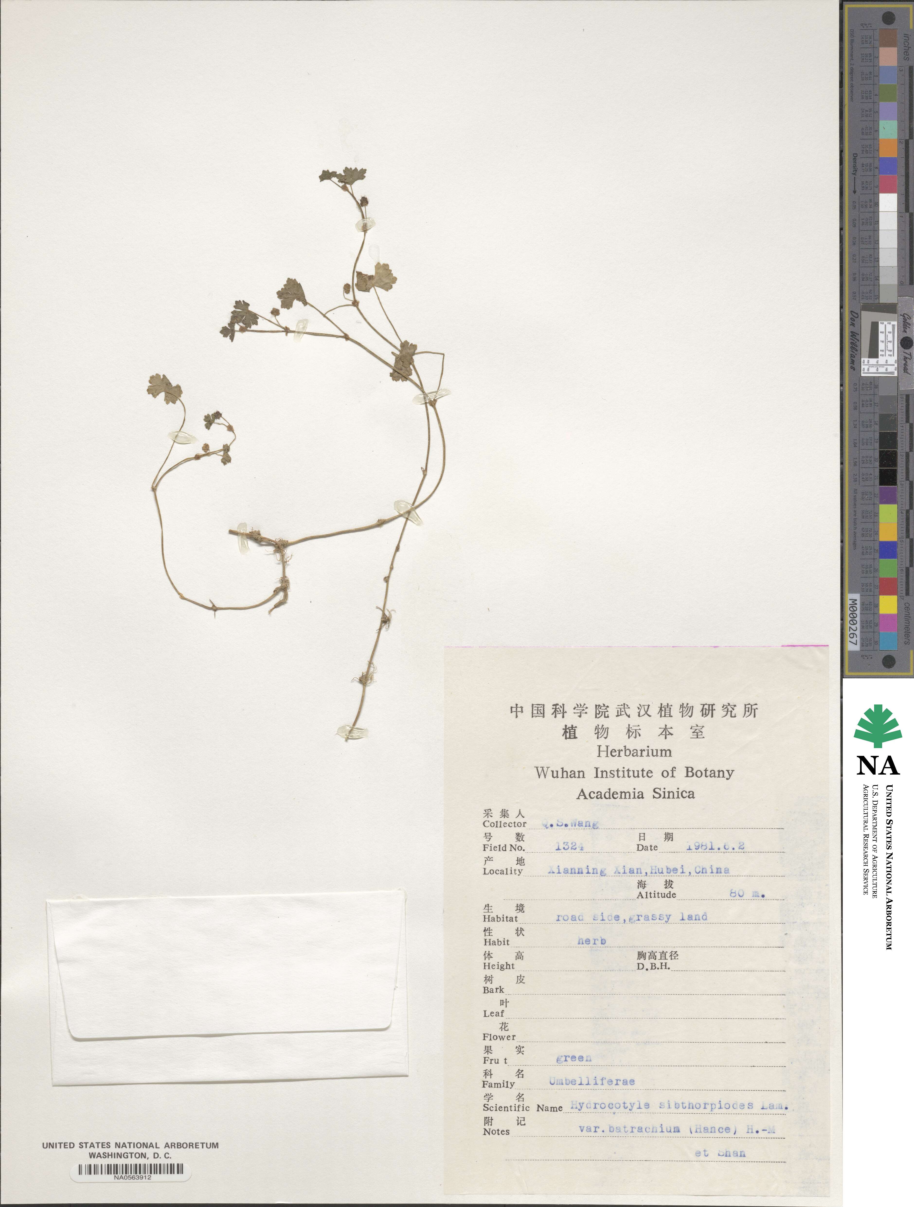 Hydrocotyle sibthorpioides var. batrachium image