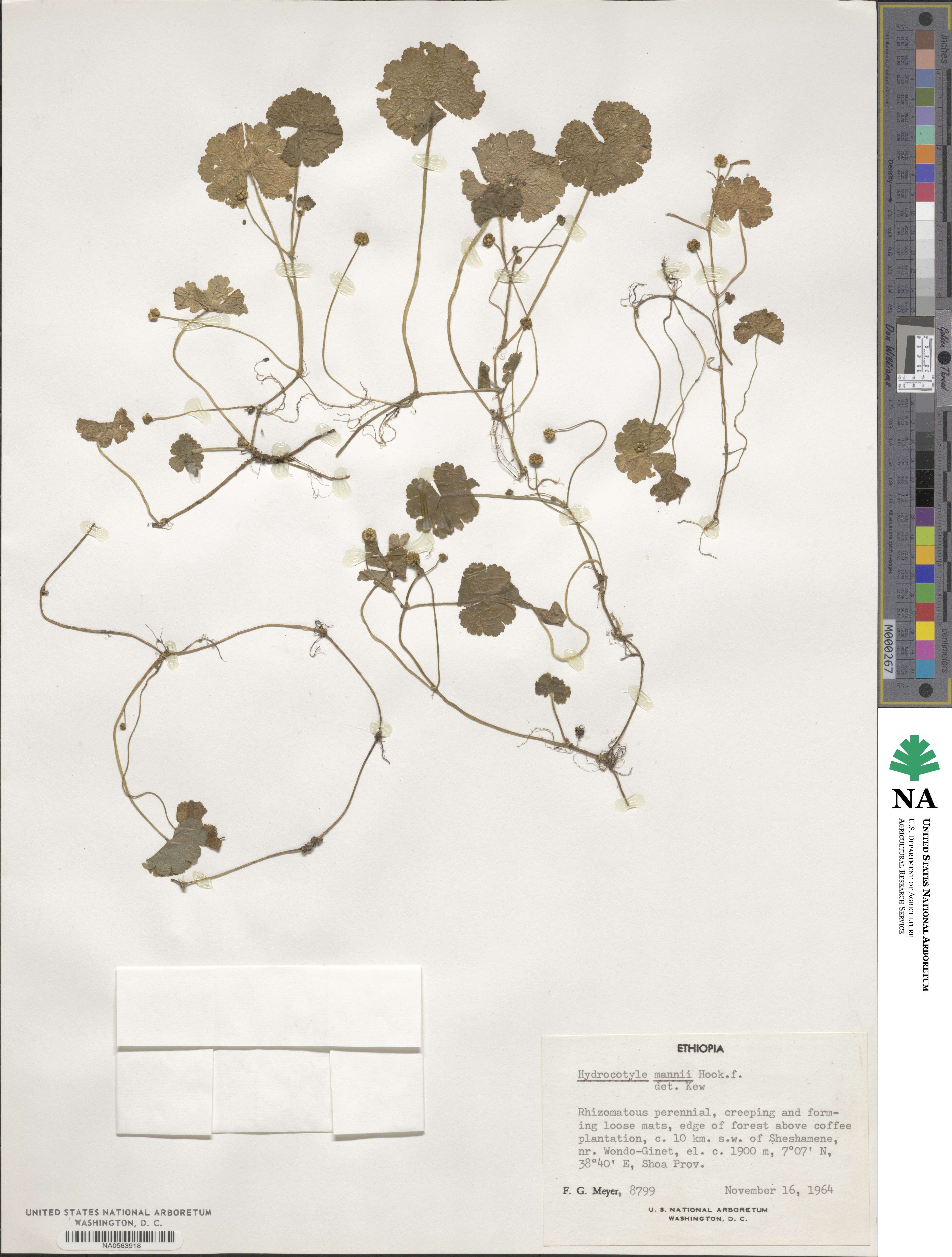 Hydrocotyle mannii image