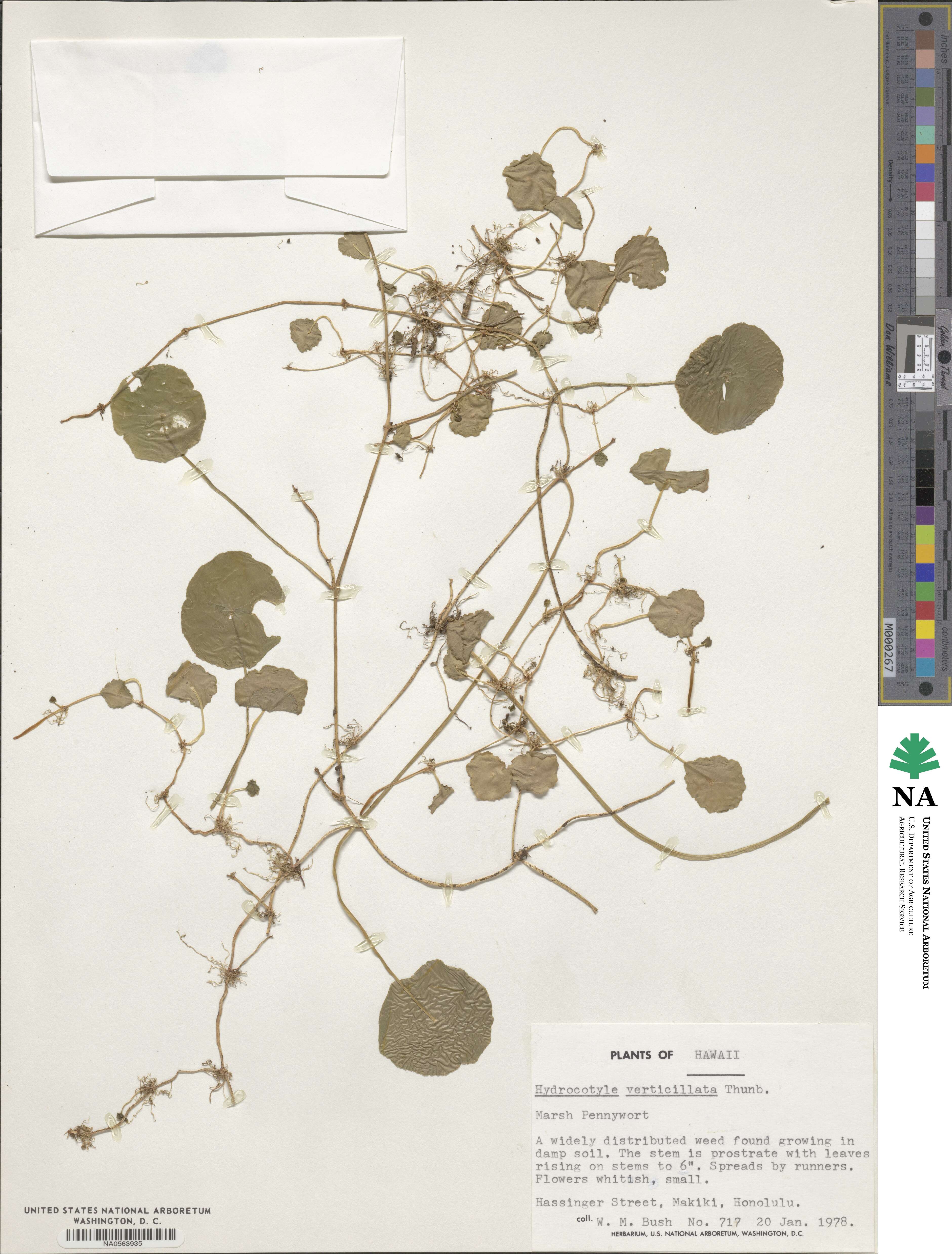 Hydrocotyle verticillata image