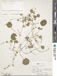 Hydrocotyle verticillata image