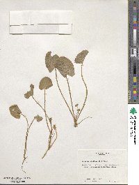 Centella asiatica image