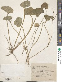 Centella asiatica image