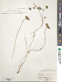 Centella asiatica image