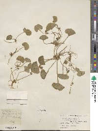 Centella asiatica image