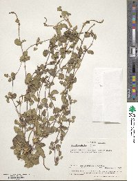 Centella asiatica image