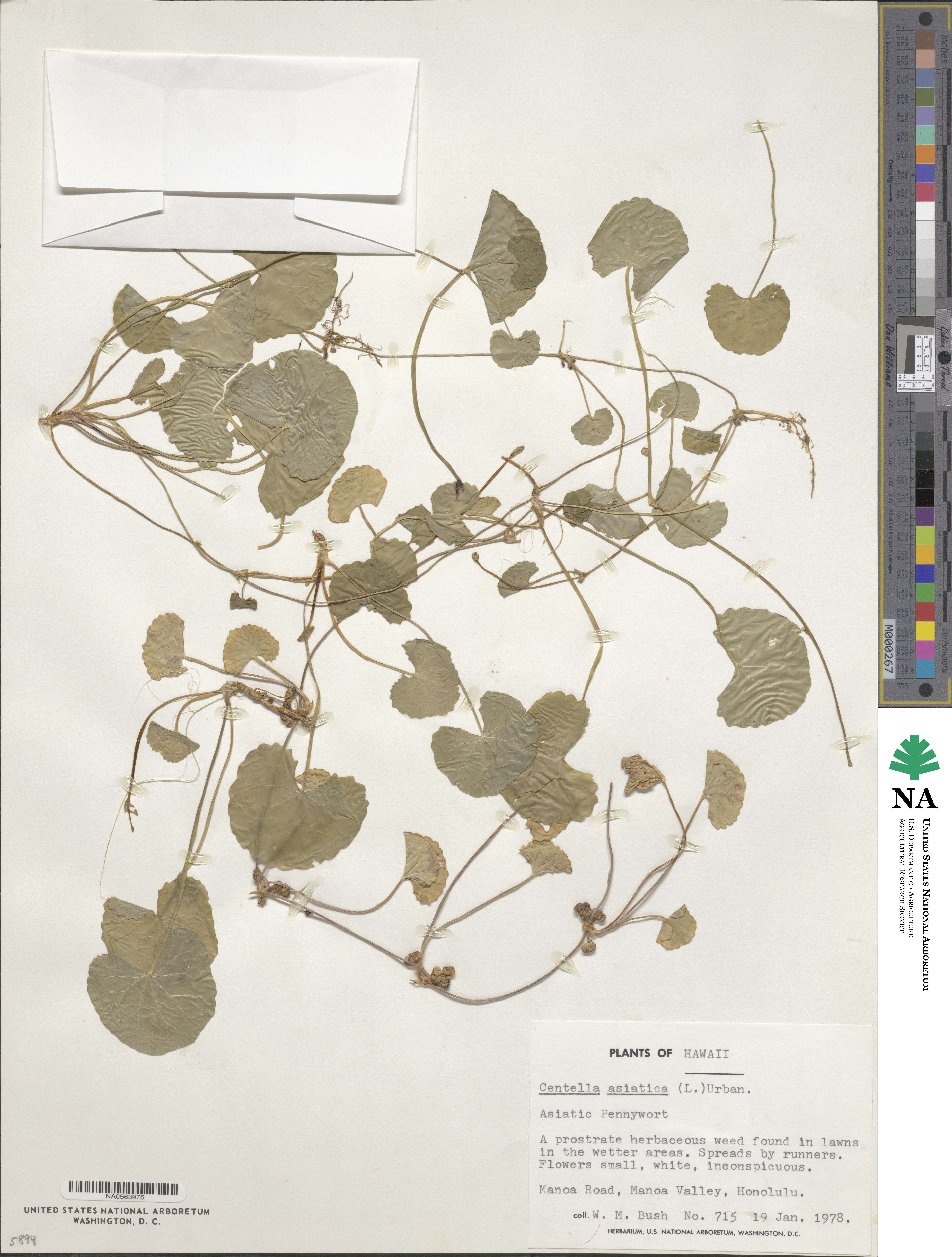 Centella asiatica image