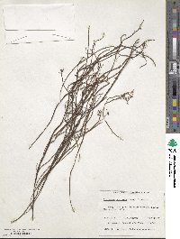 Image of Platysace compressa