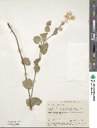 Image of Xanthosia rotundifolia