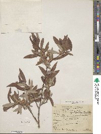 Salix ligulifolia image