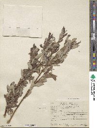 Salix ligulifolia image