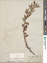 Salix ligulifolia image