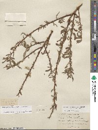 Salix ligulifolia image