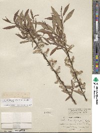 Salix ligulifolia image