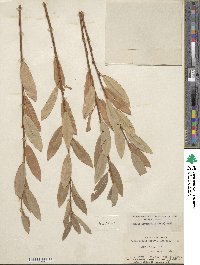 Salix ligulifolia image