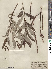 Salix ligulifolia image