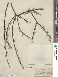 Salix ligulifolia image