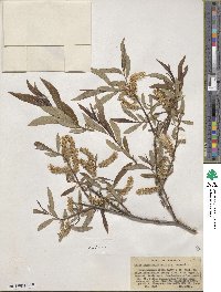 Salix ligulifolia image