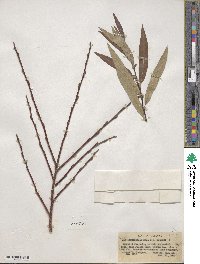 Salix ligulifolia image