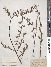 Salix ligulifolia image