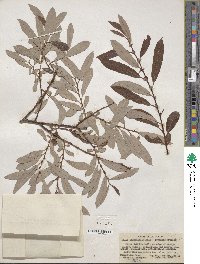 Salix ligulifolia image