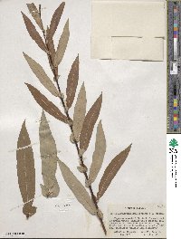 Salix ligulifolia image